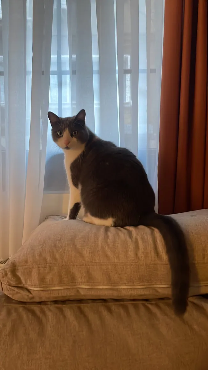 Lost Cat Boncuk