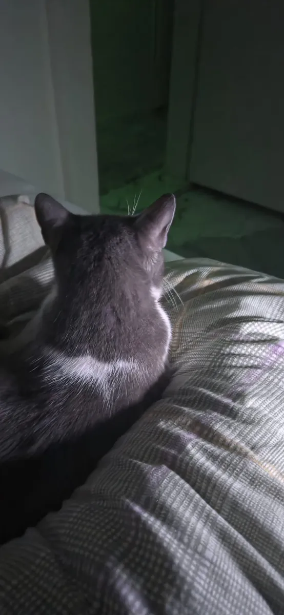 Lost Cat Boncuk