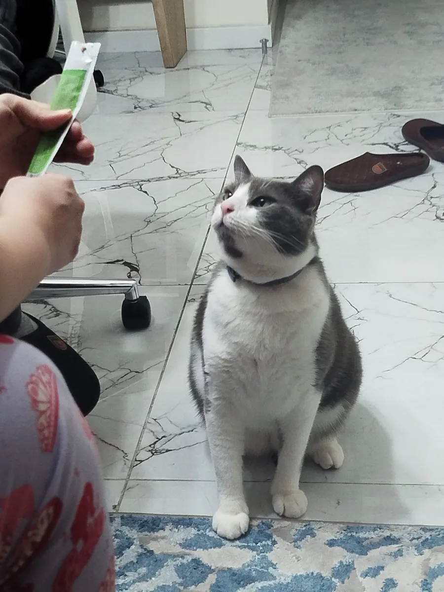Lost Cat Boncuk