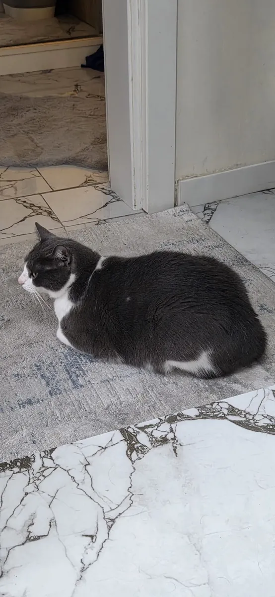 Lost Cat Boncuk