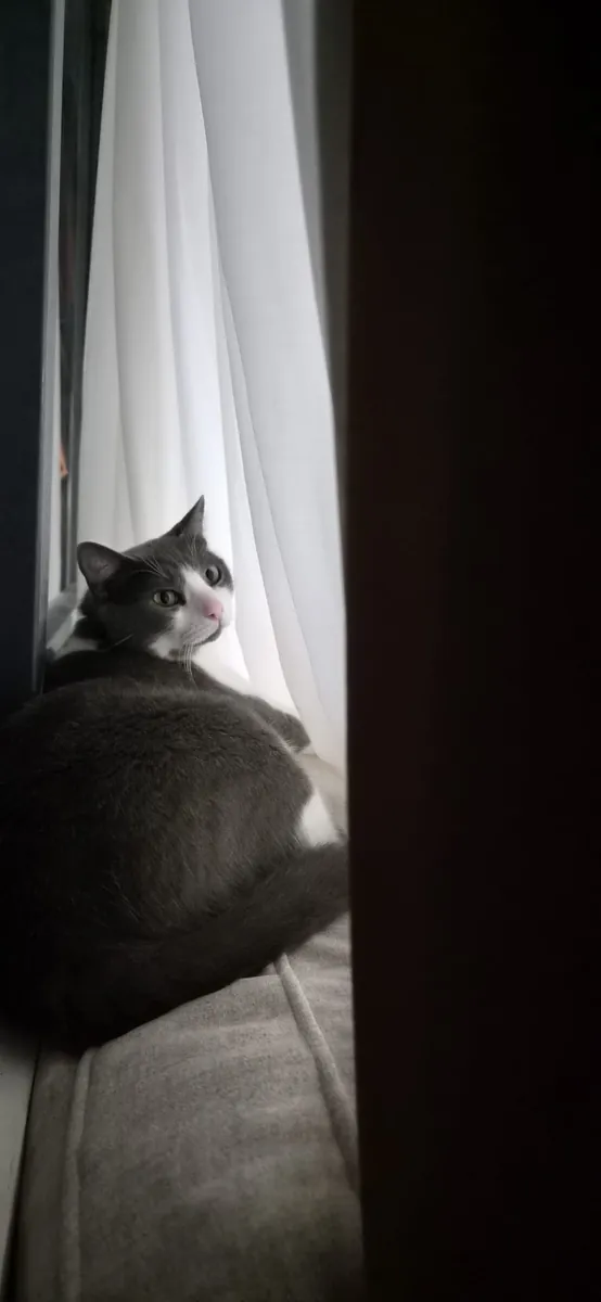 Lost Cat Boncuk