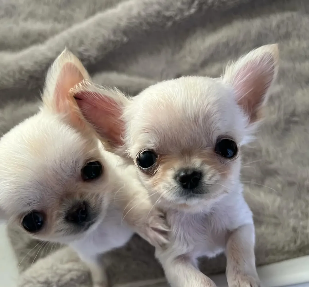 Hermosos cachorros de chihuahua buscando nuevo hogar