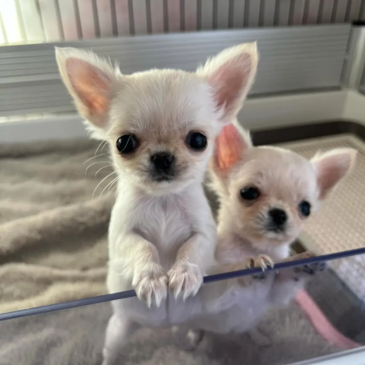 Hermosos cachorros de chihuahua buscando nuevo hogar