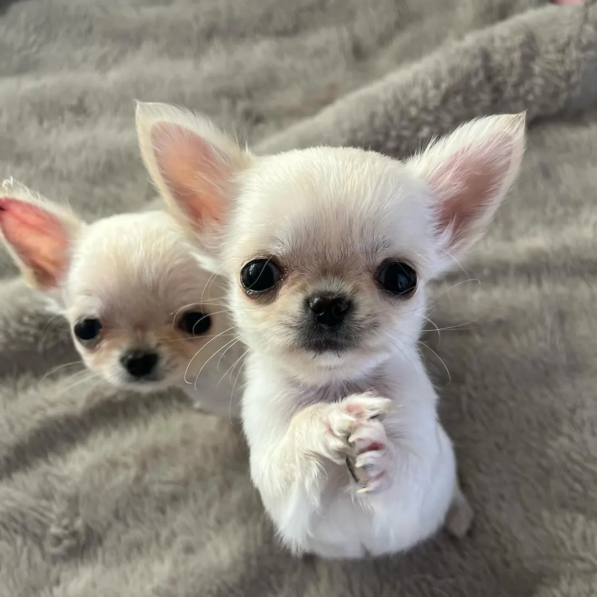 Preciosos cachorros de Chihuahua