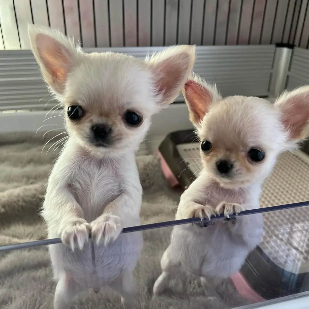 Preciosos cachorros de Chihuahua