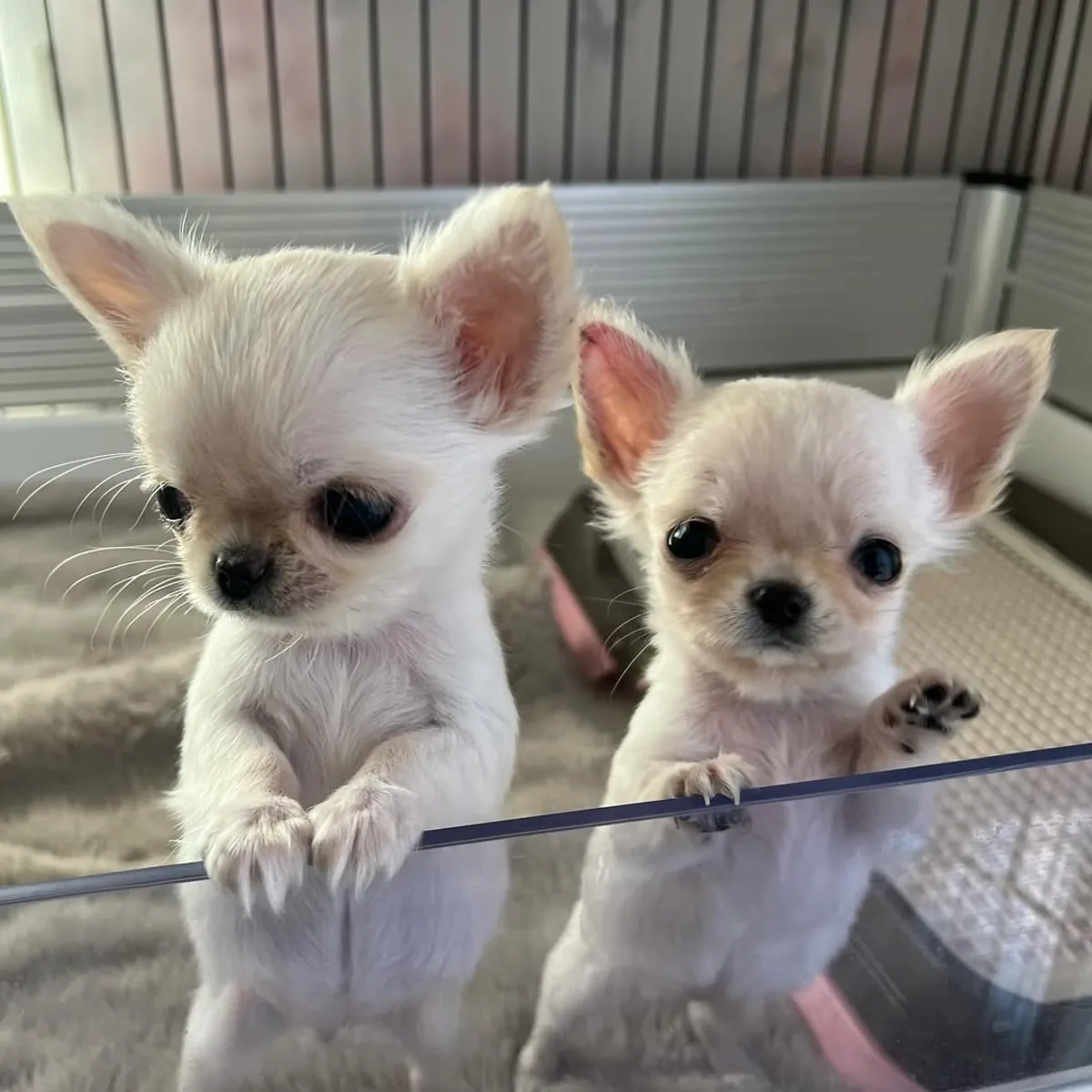 Chihuahua pequeña