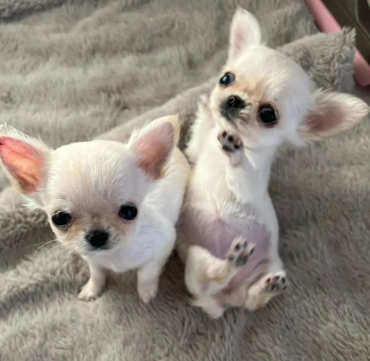 Chihuahua pequeña
