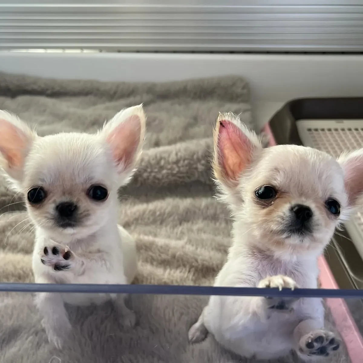 10周大的吉娃娃幼犬