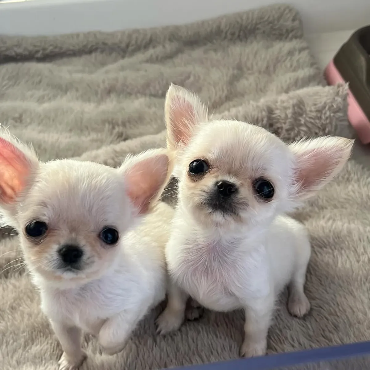 10周大的吉娃娃幼犬