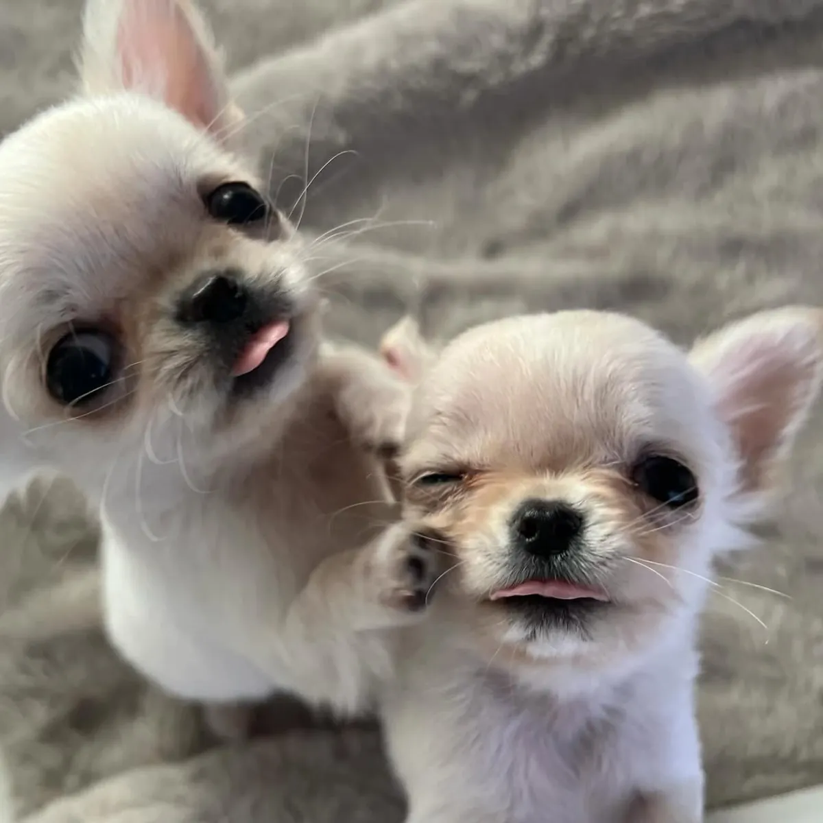 Seis cachorros de Chihuahua buscan nuevo hogar