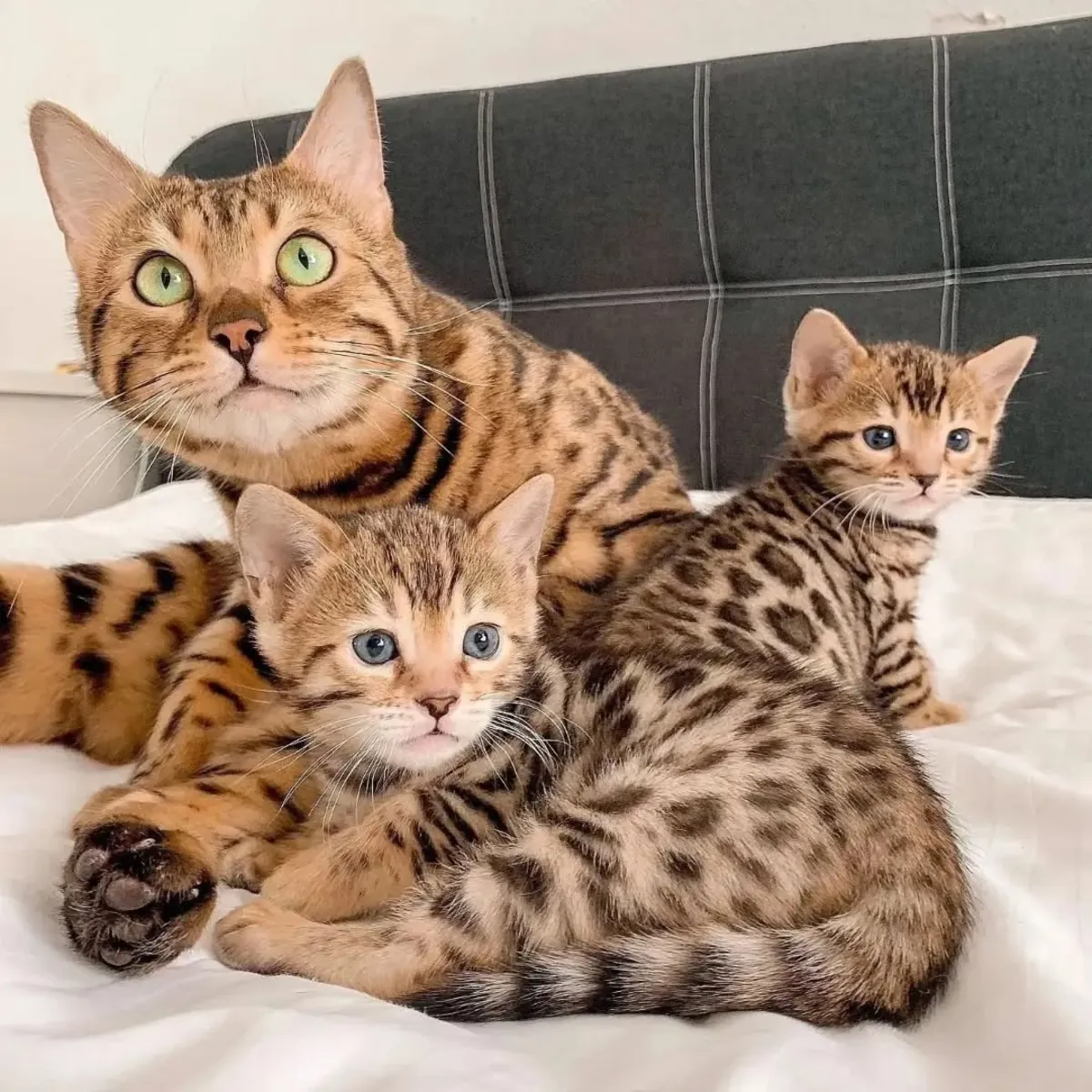 Adorables gatitos de raza Bengalí disponibles