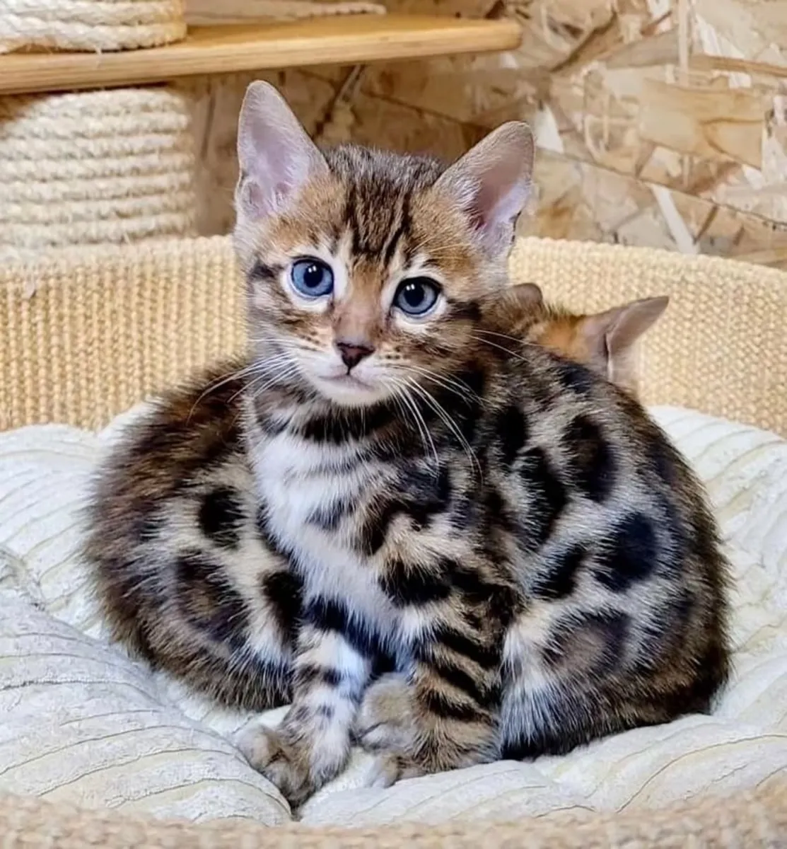 Gatitos de raza Bengalí disponibles para un nuevo hogar