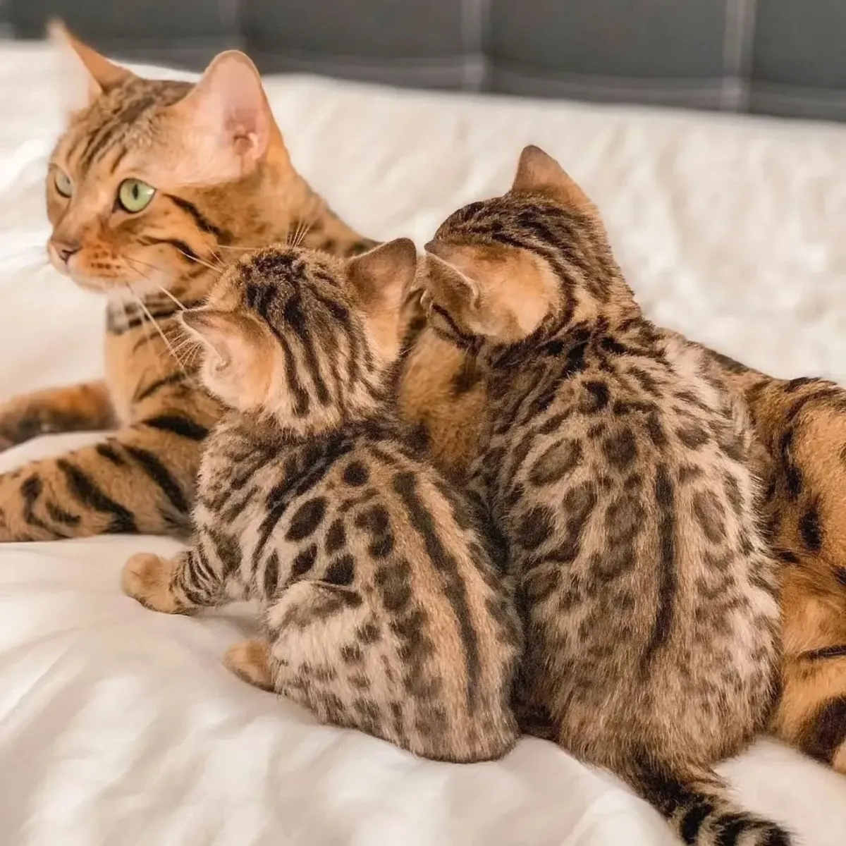 Gatitos de raza Bengalí disponibles para un nuevo hogar