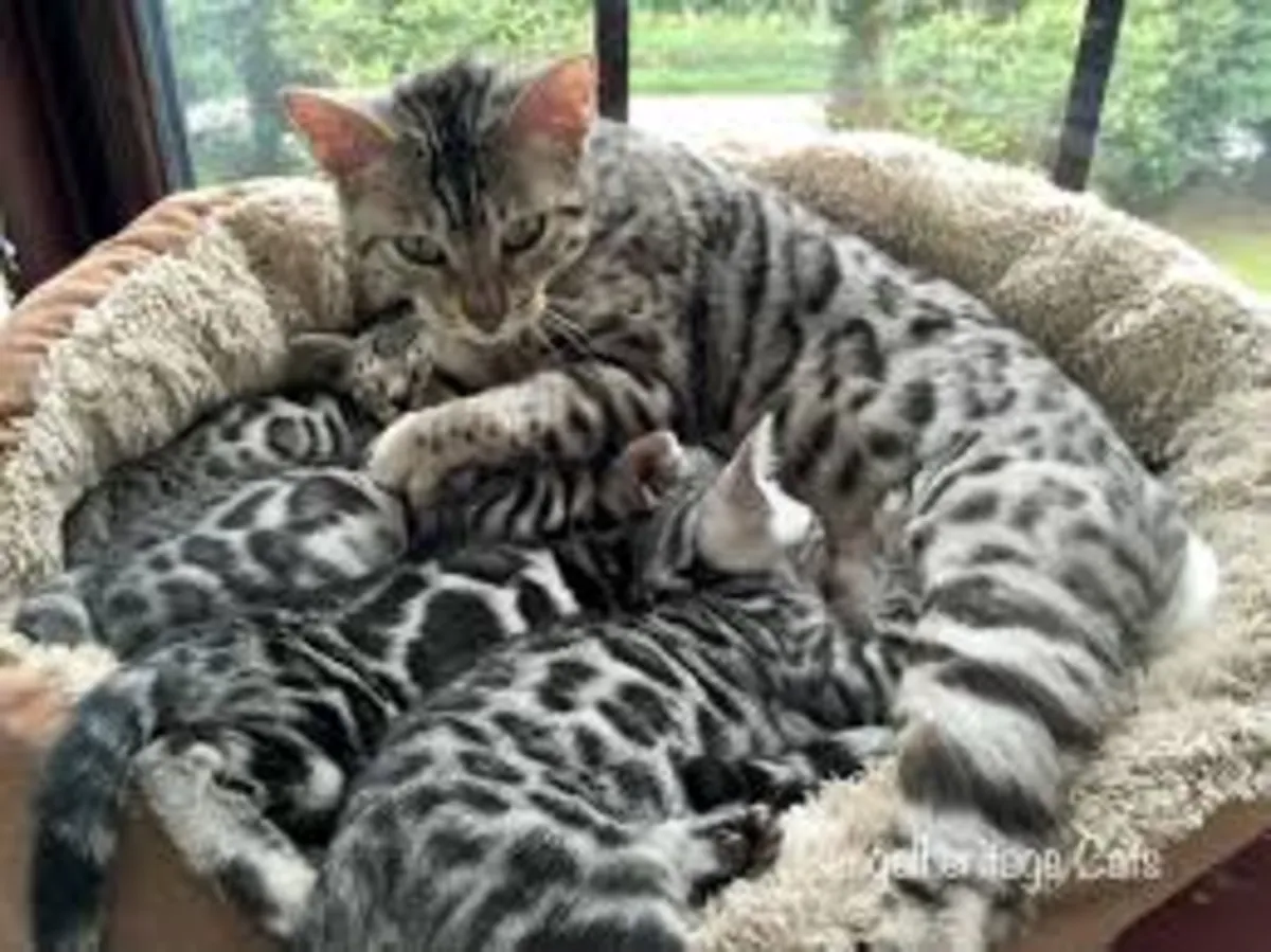 Şu anda mevcut olan muhteşem Bengal kedileri!