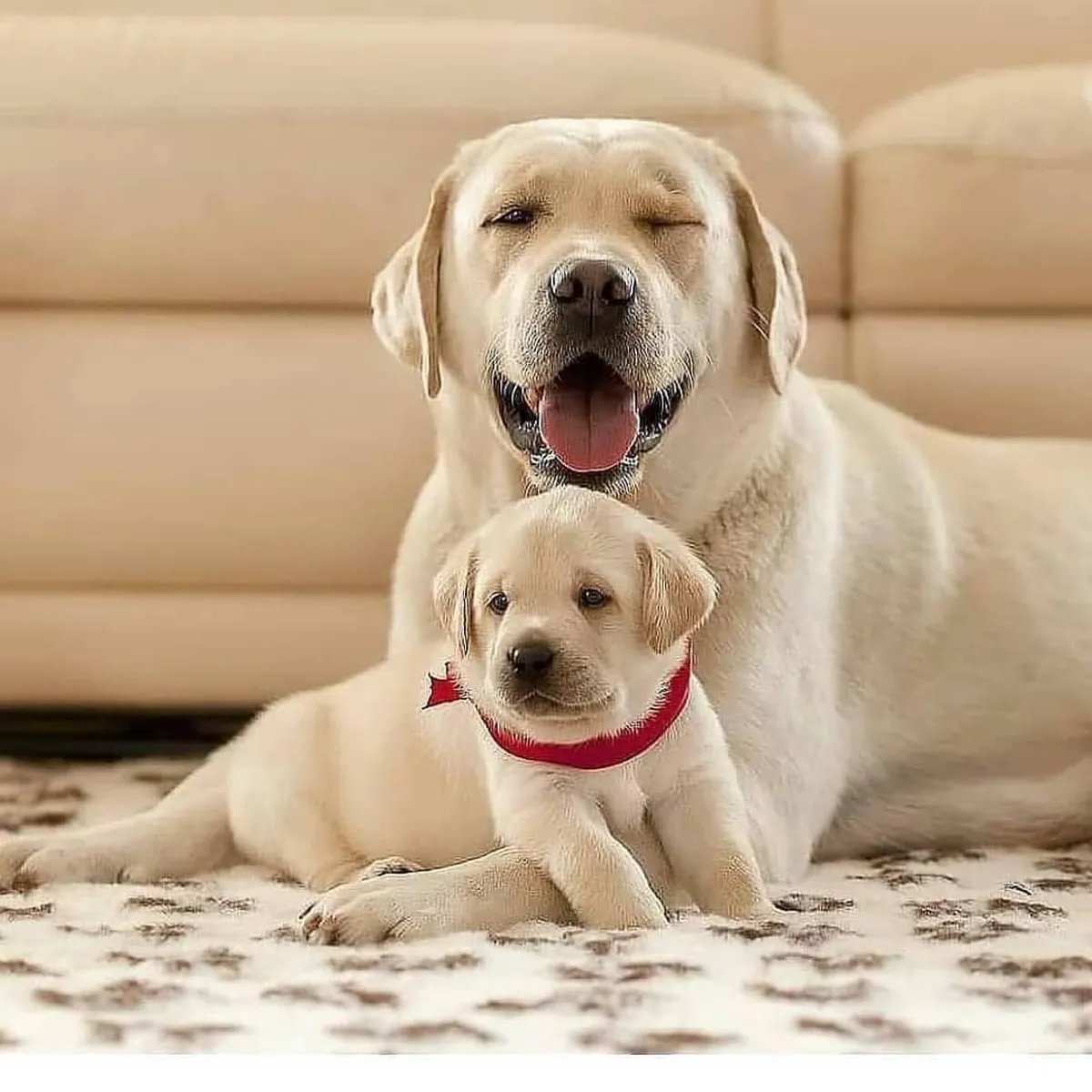 Yeni bir yuva arayan sevimli Labrador Retriever yavruları