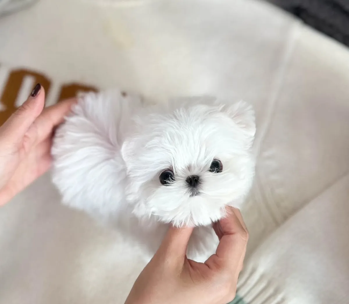 ❤️🐶 Küçük, sevimli ve sevecen Maltipoo yavruları yeni evlerini arıyor.