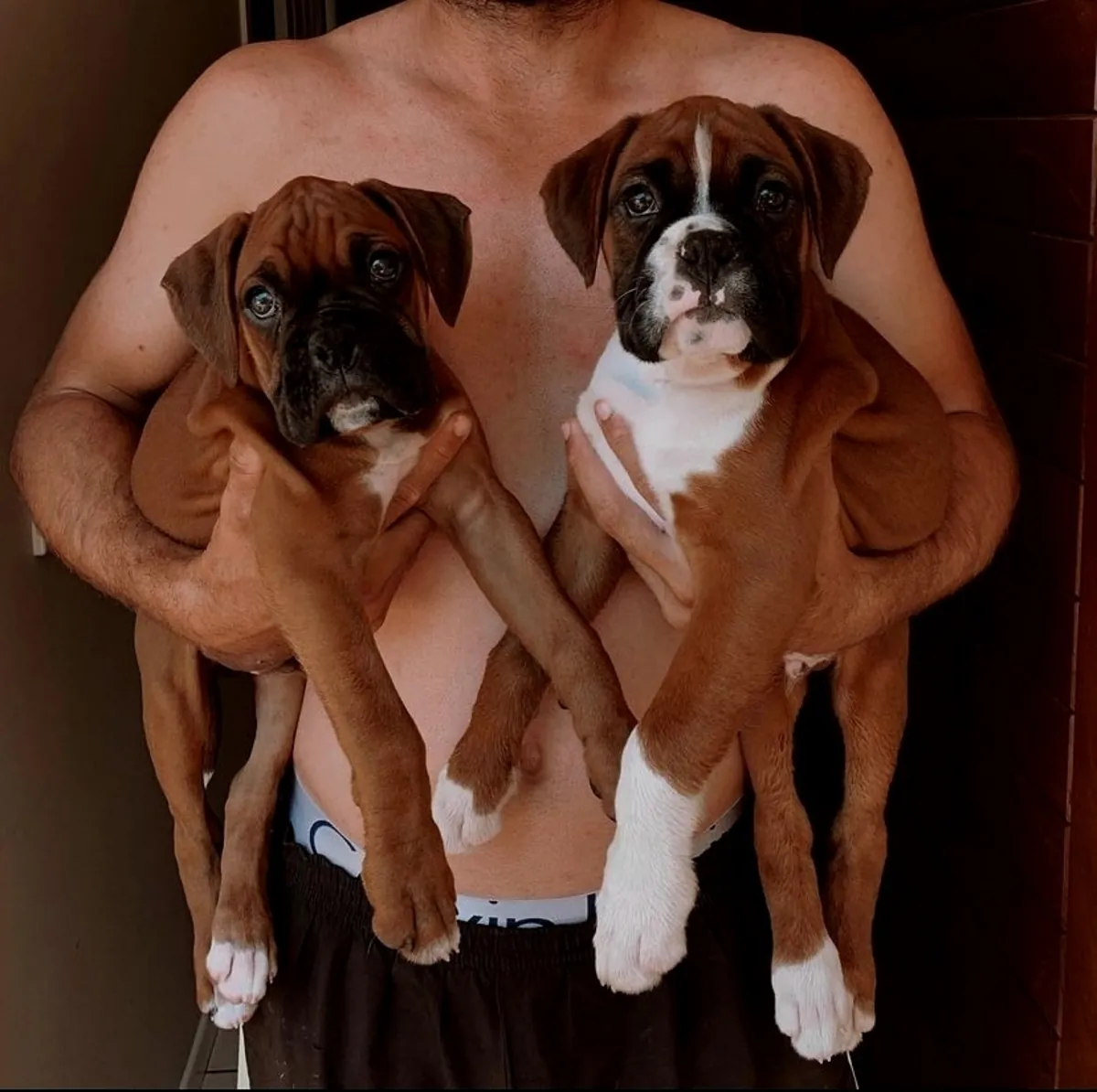 Cachorros de bóxer sanos
