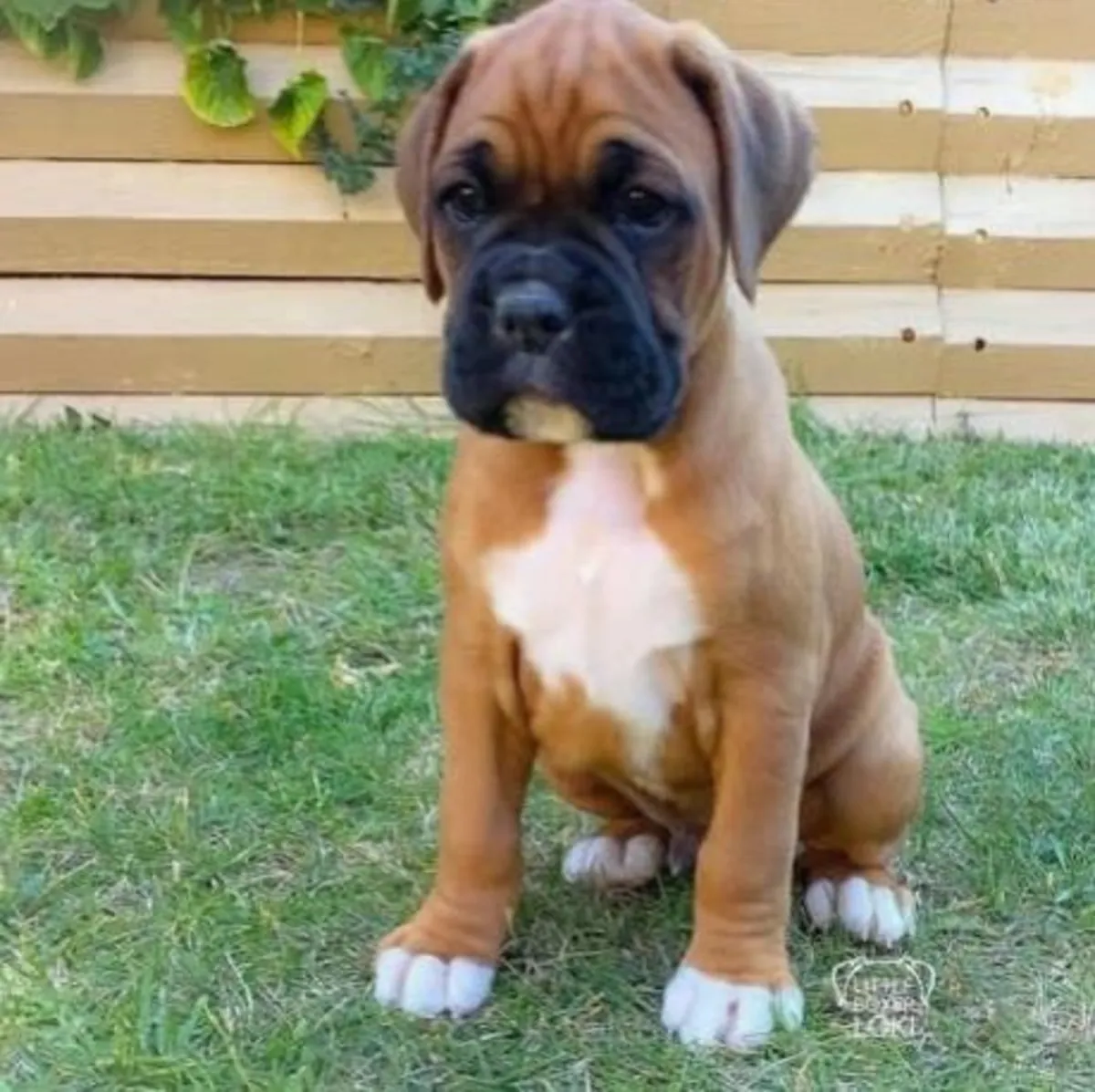 Cachorra bóxer perfecta