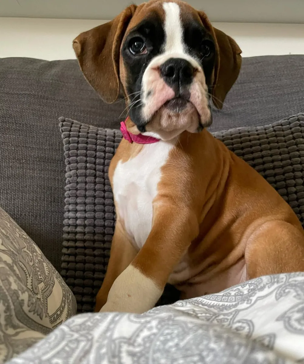 Cachorra bóxer perfecta