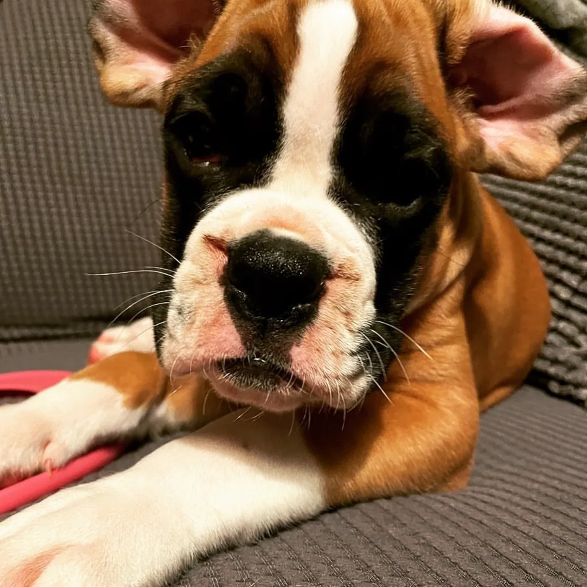 Cachorra bóxer en adopción
