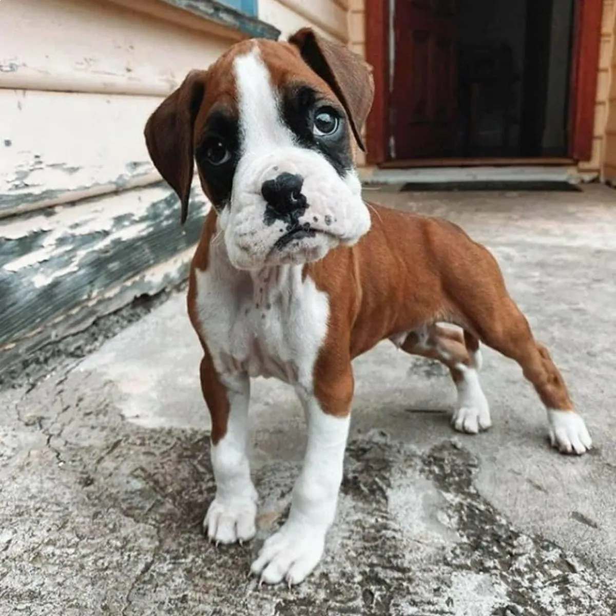 Lindos y adorables cachorros bóxer (macho y hembra).
