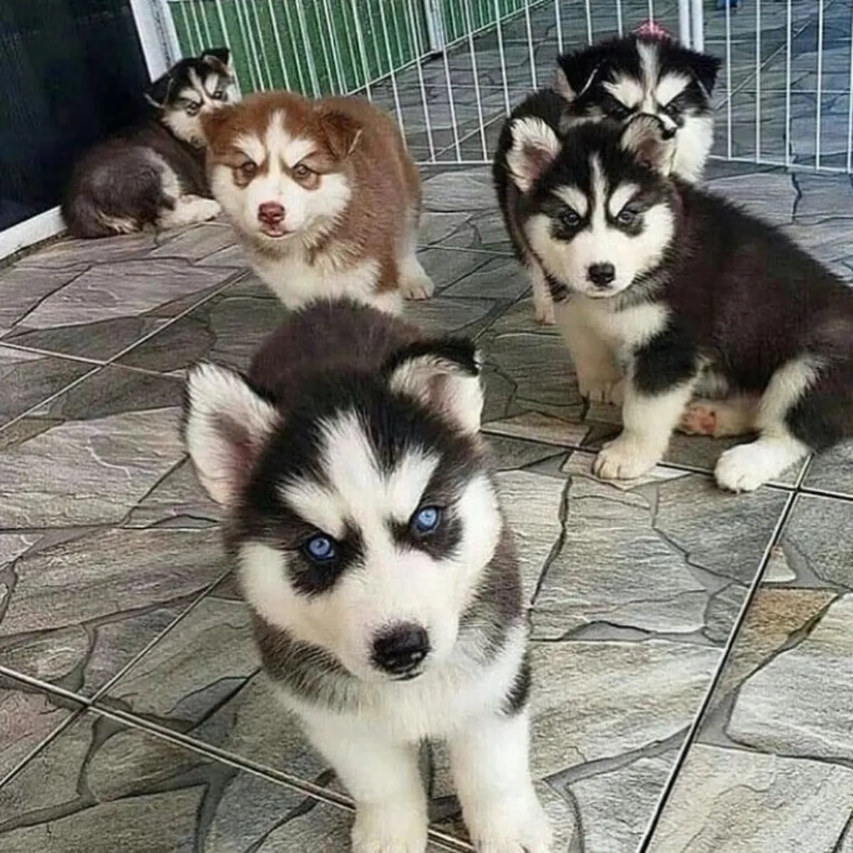 Cachorros de Husky Siberiano de pura raza con pedigrí completo