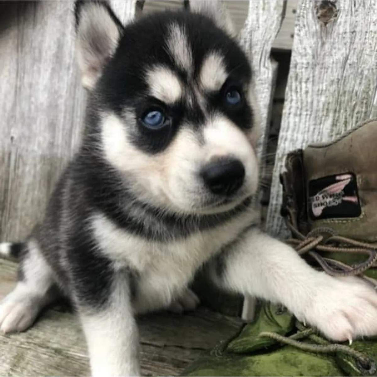 Cachorros de Husky Siberiano de pura raza con pedigrí completo