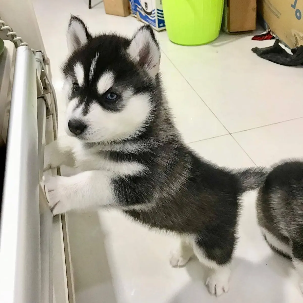 蓝眼西伯利亚哈士奇幼犬，准备交付。