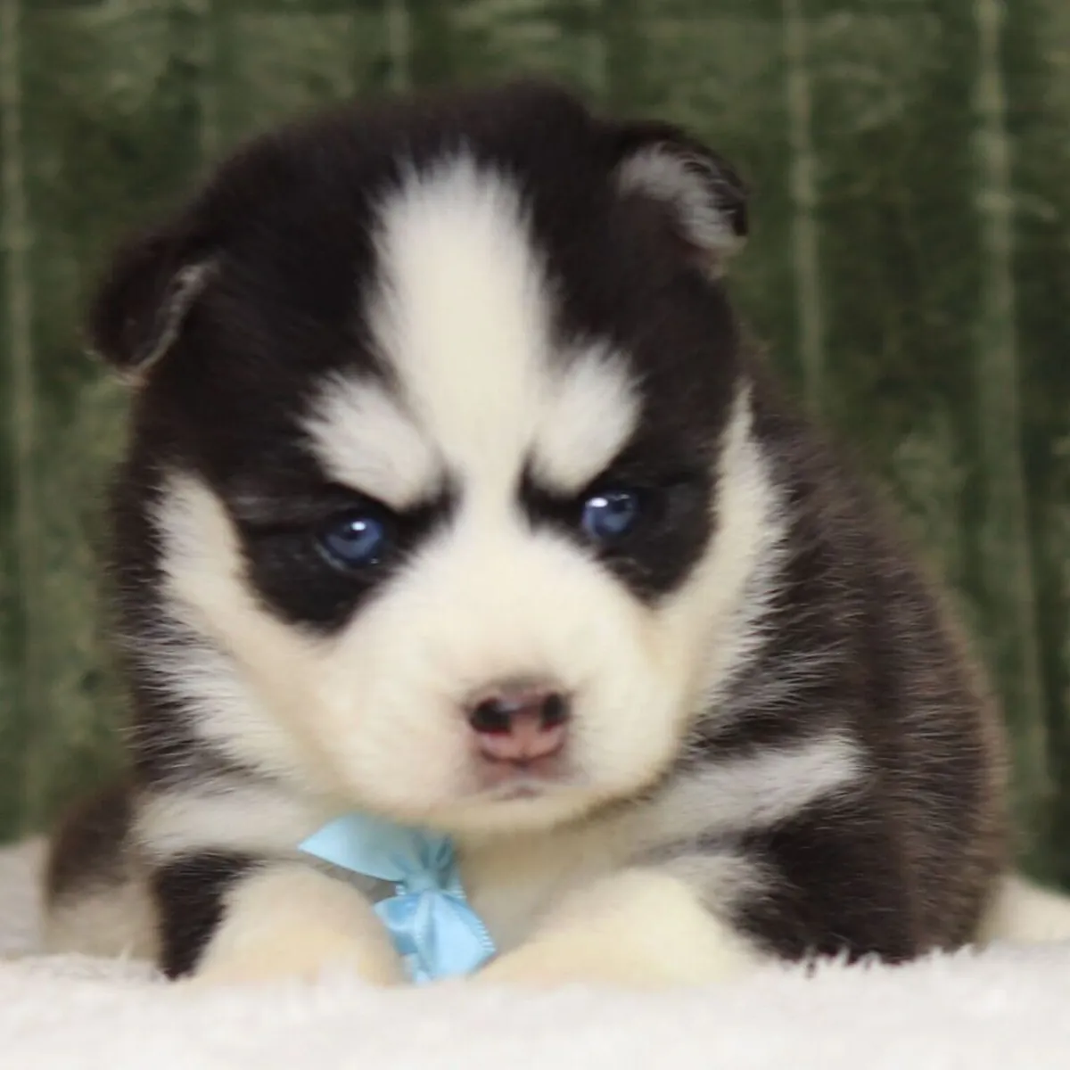 macho Pomsky de 9 semanas 