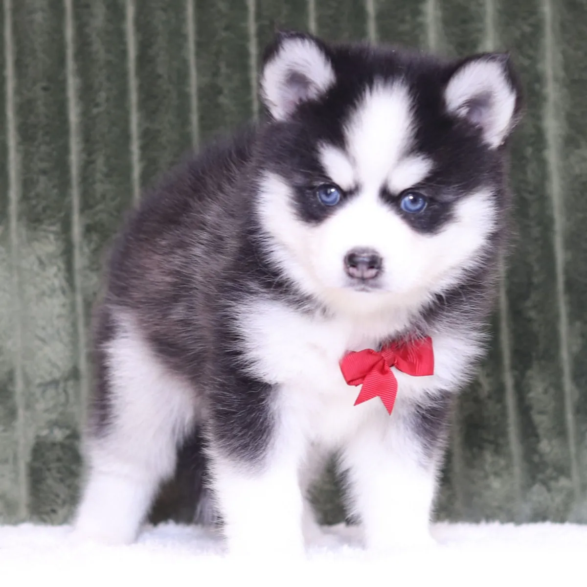 macho Pomsky de 9 semanas 