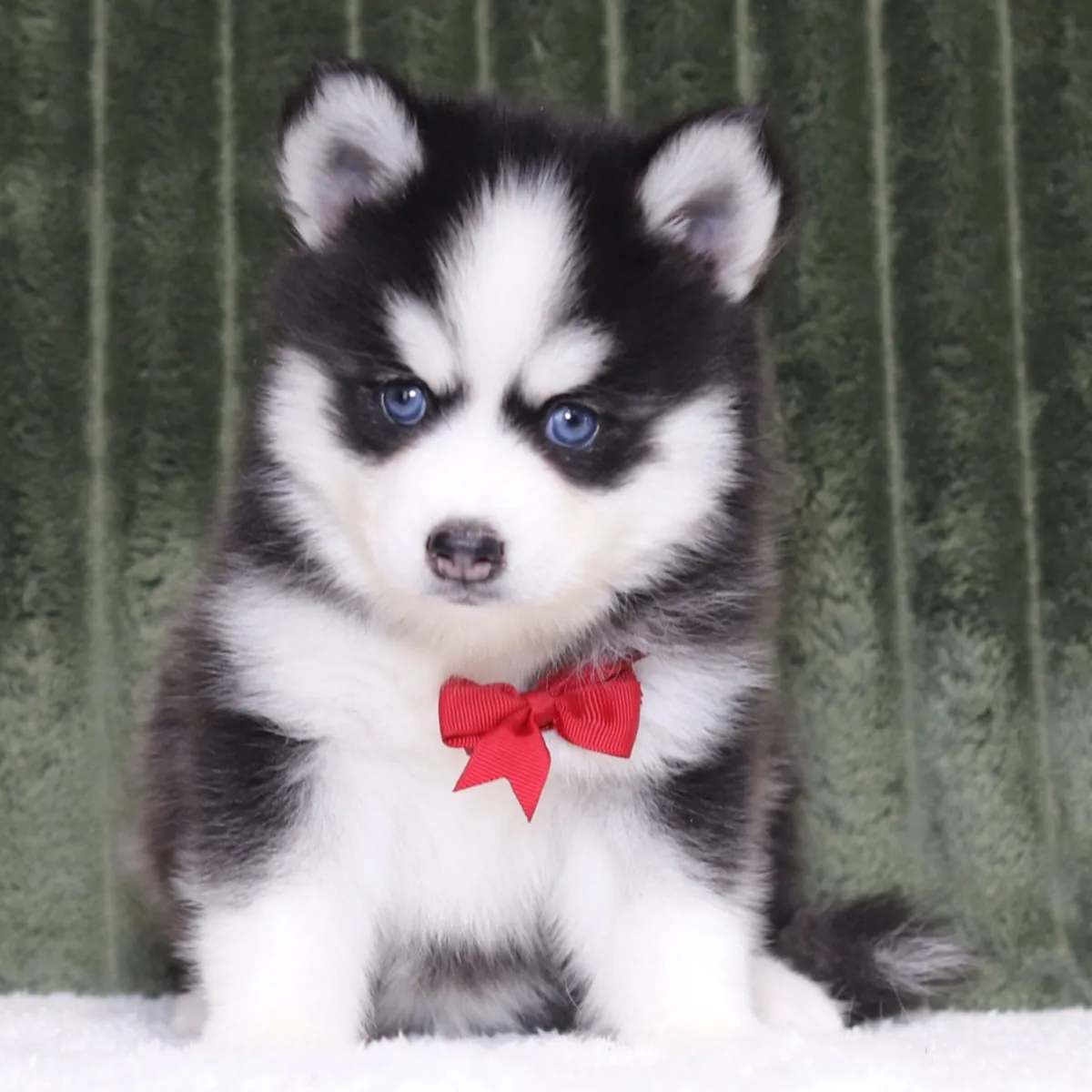 macho Pomsky de 9 semanas 