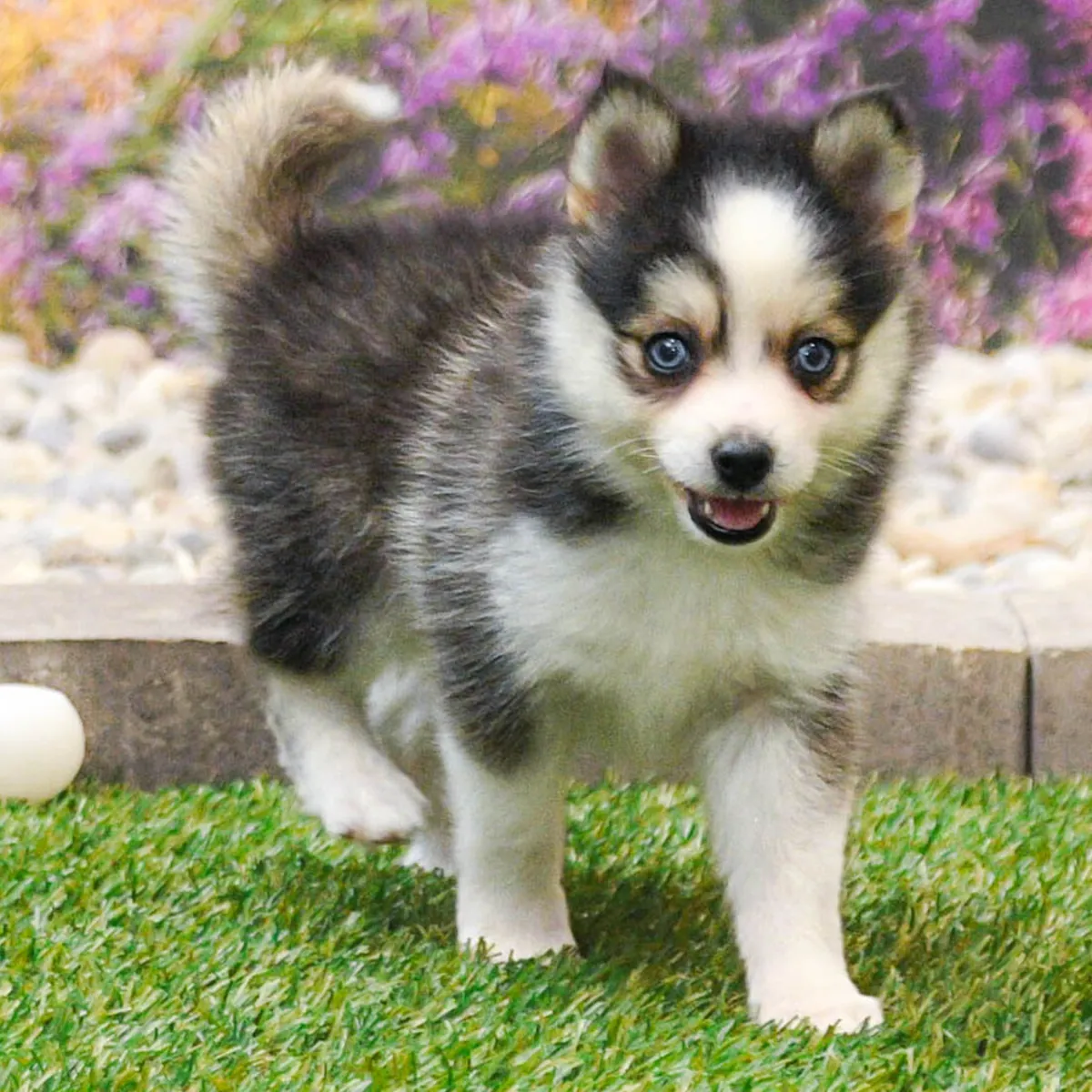 macho Pomsky 