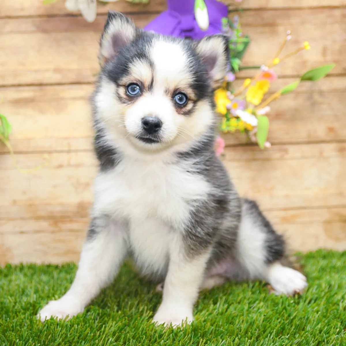 macho Pomsky 