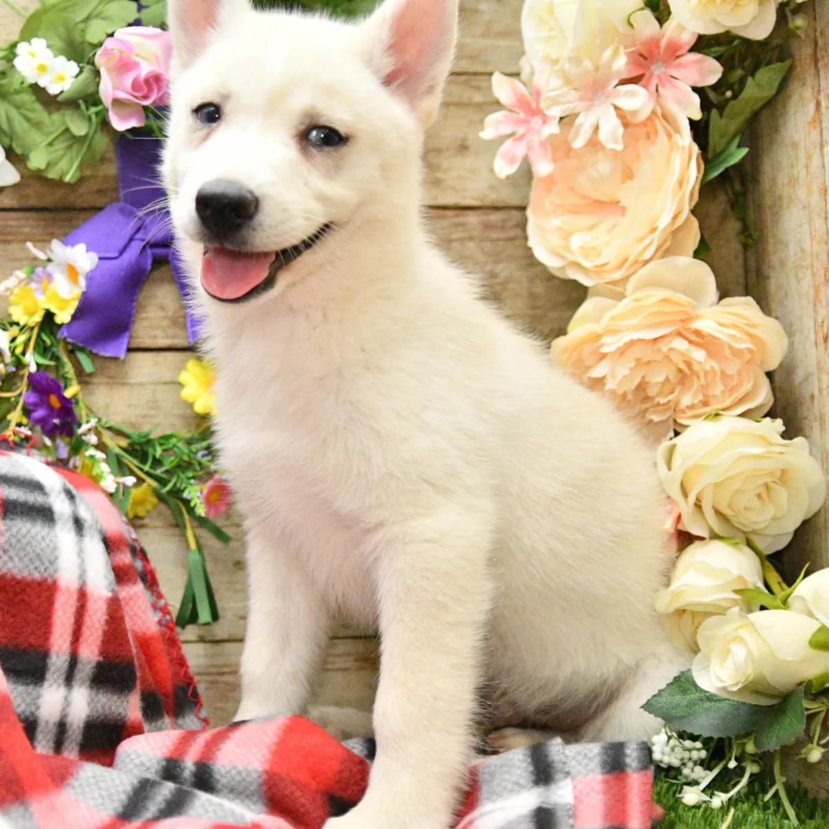 Pomsky