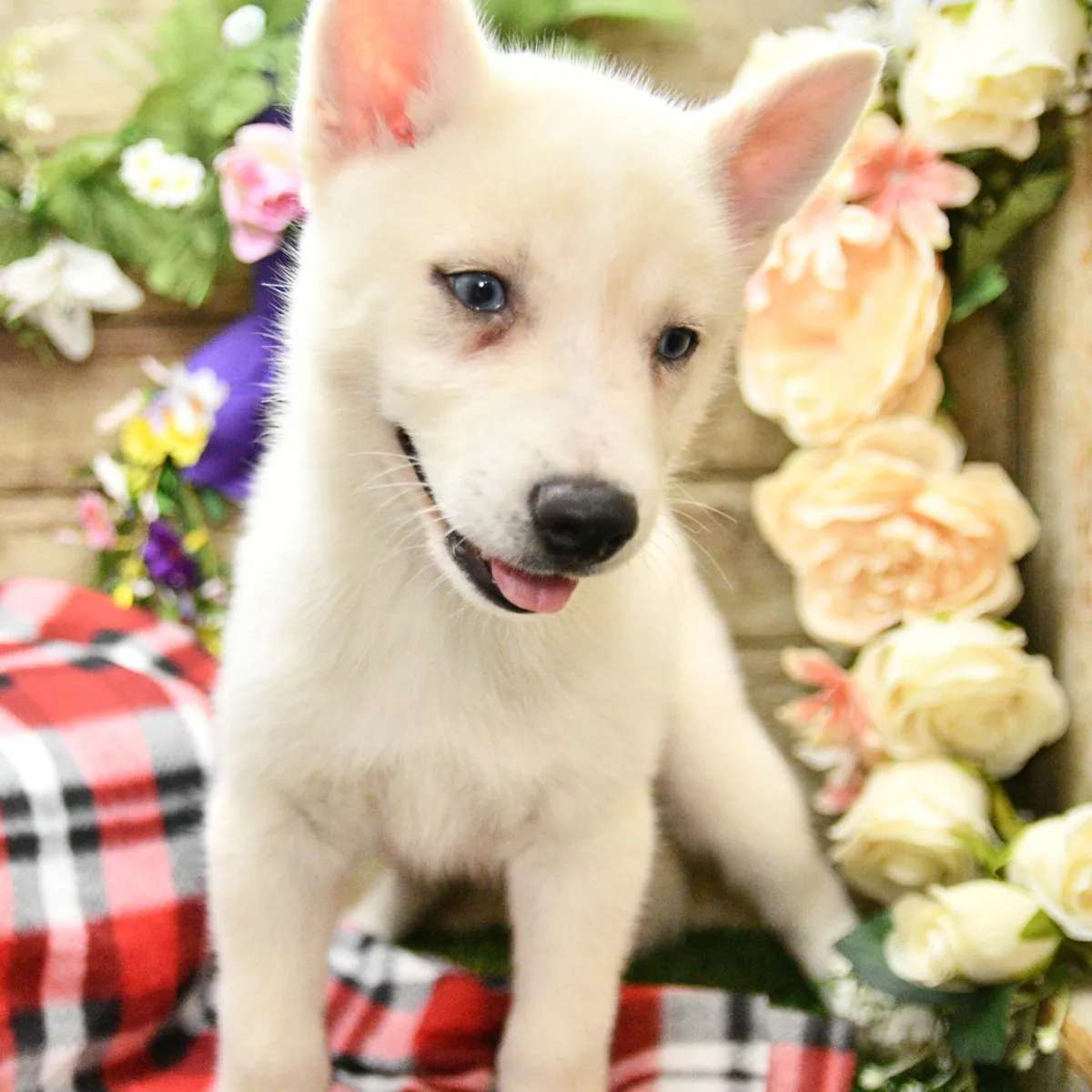 Pomsky