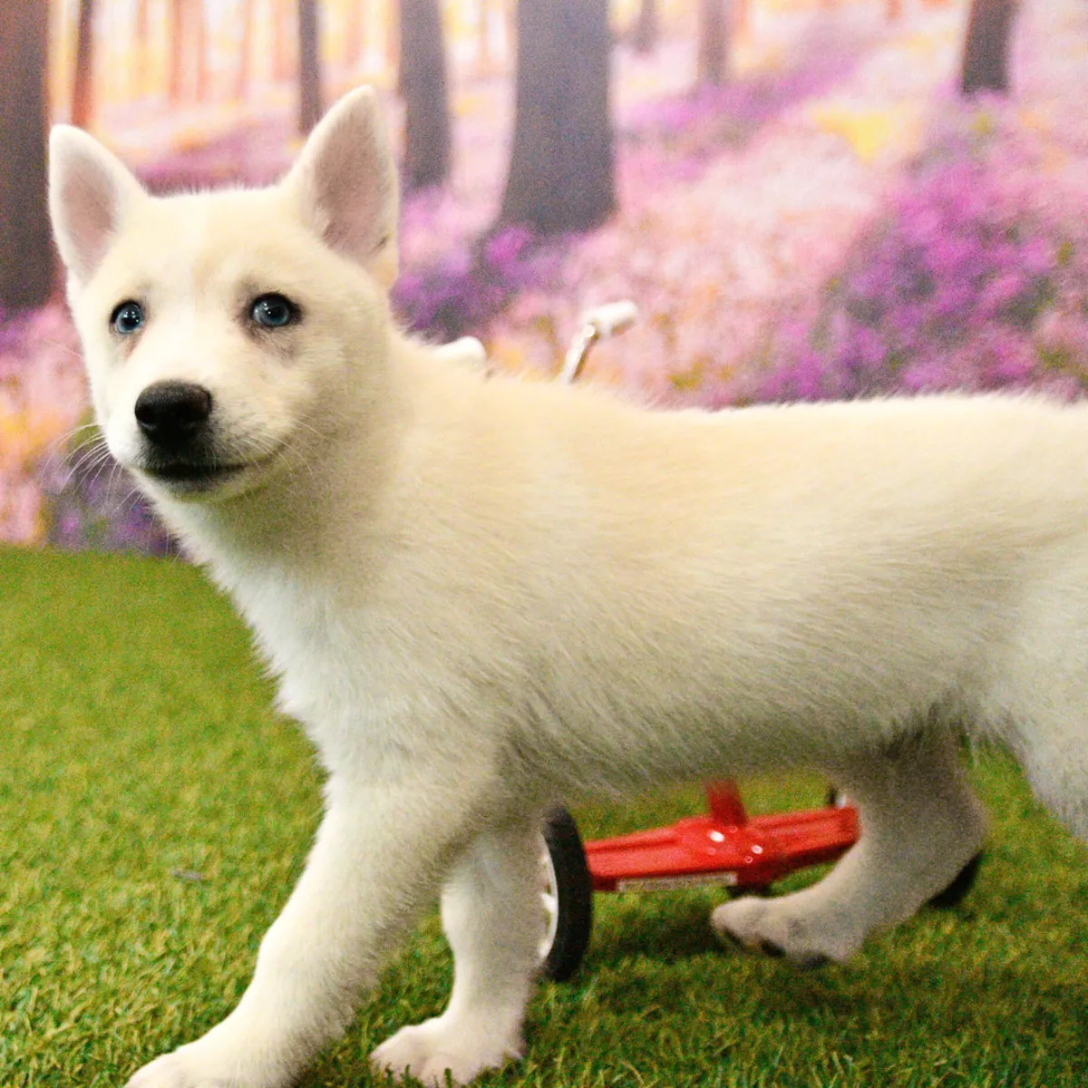 Pomsky