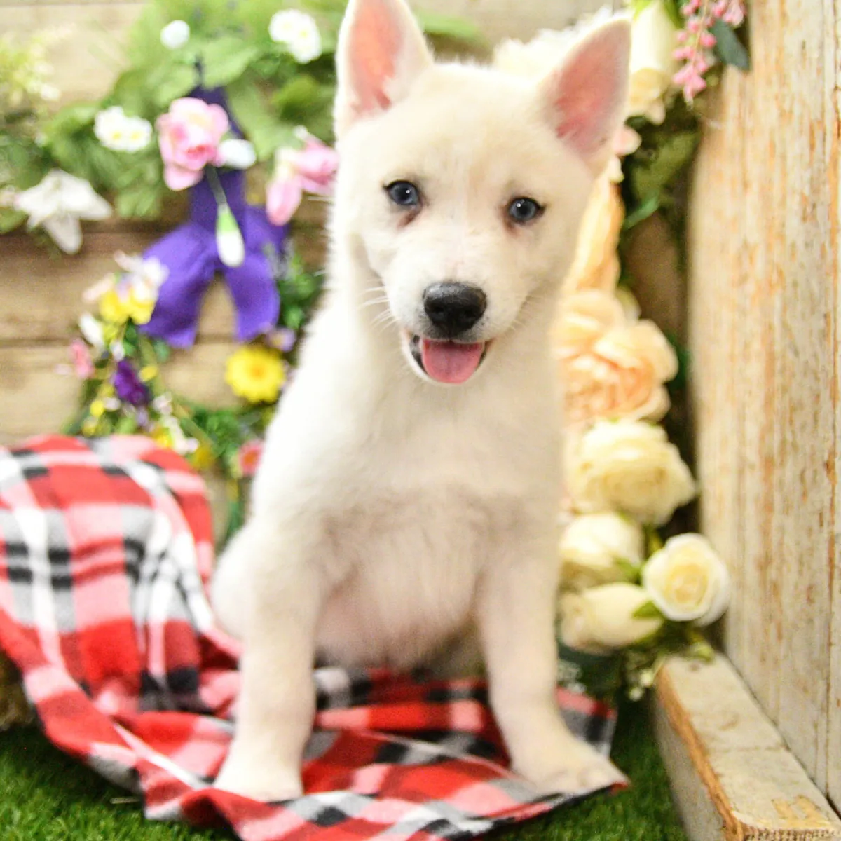 Pomsky