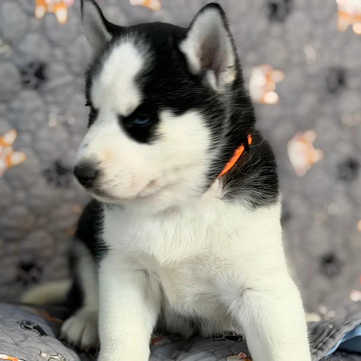 Cachorros Pomsky disponibles 