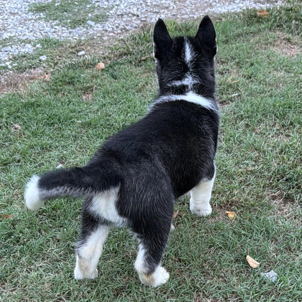 Cachorros Pomsky disponibles 