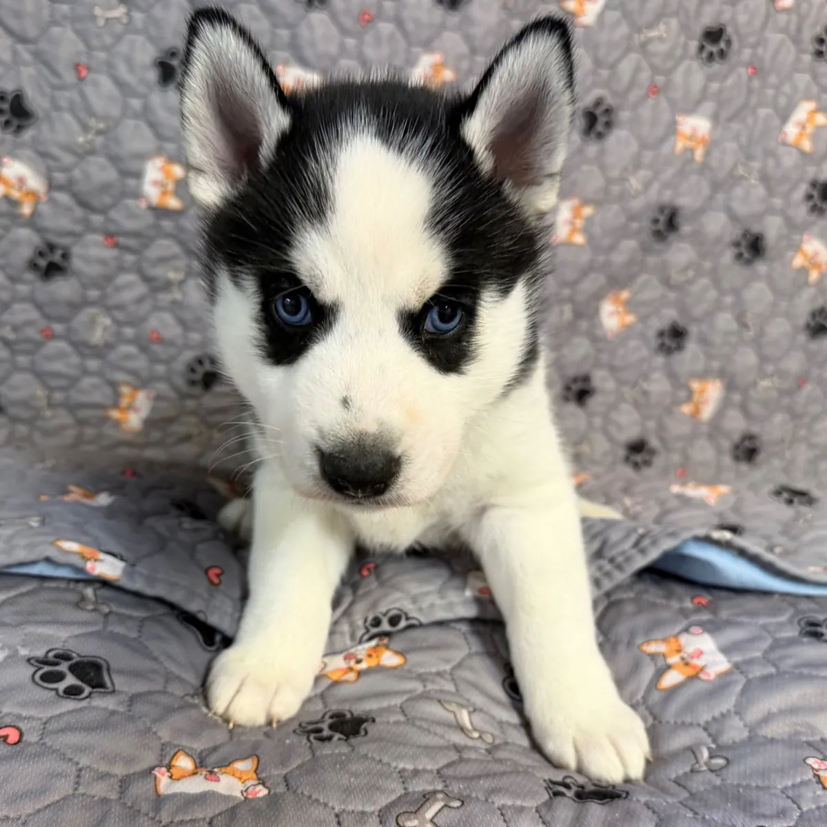 Cachorros Pomsky disponibles 