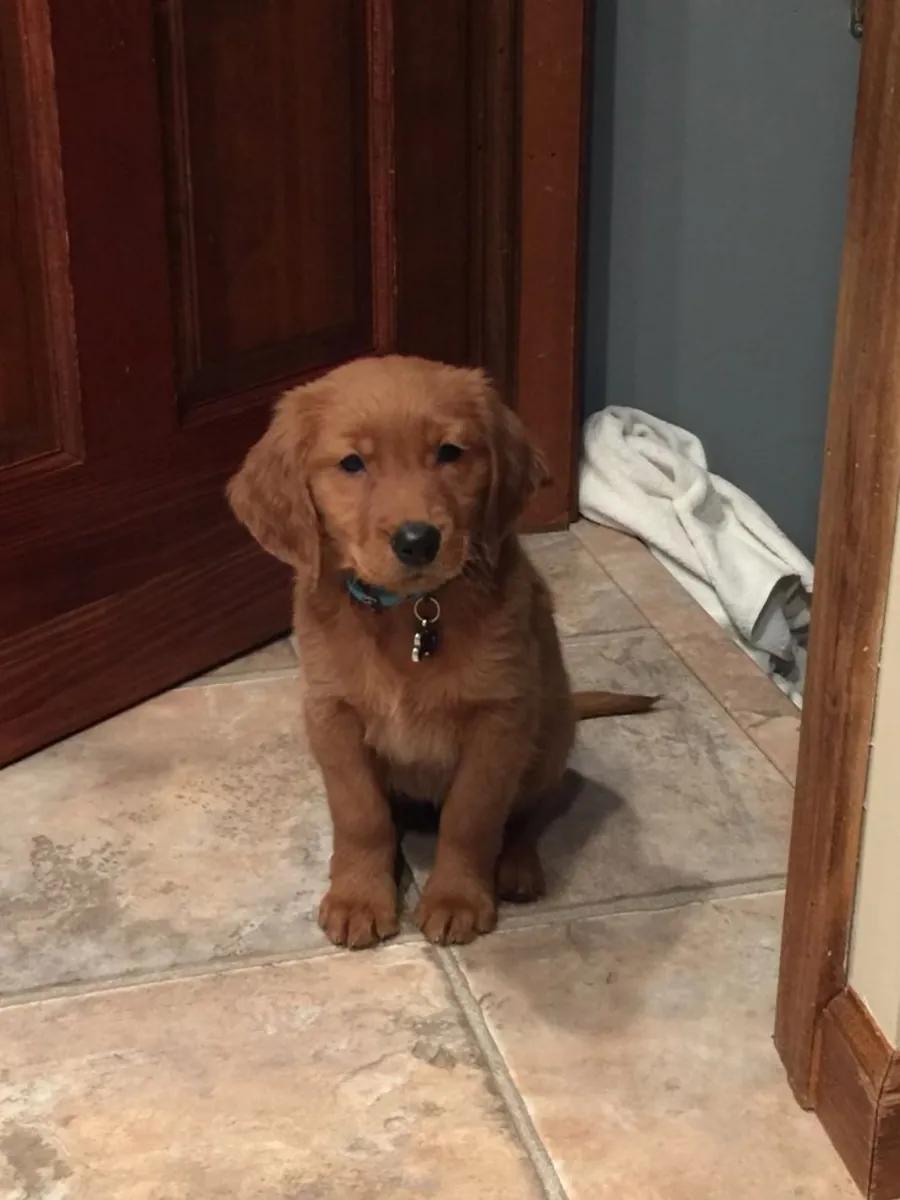Oyunbaz Golden Retriever Yavruları Ev Arıyor
