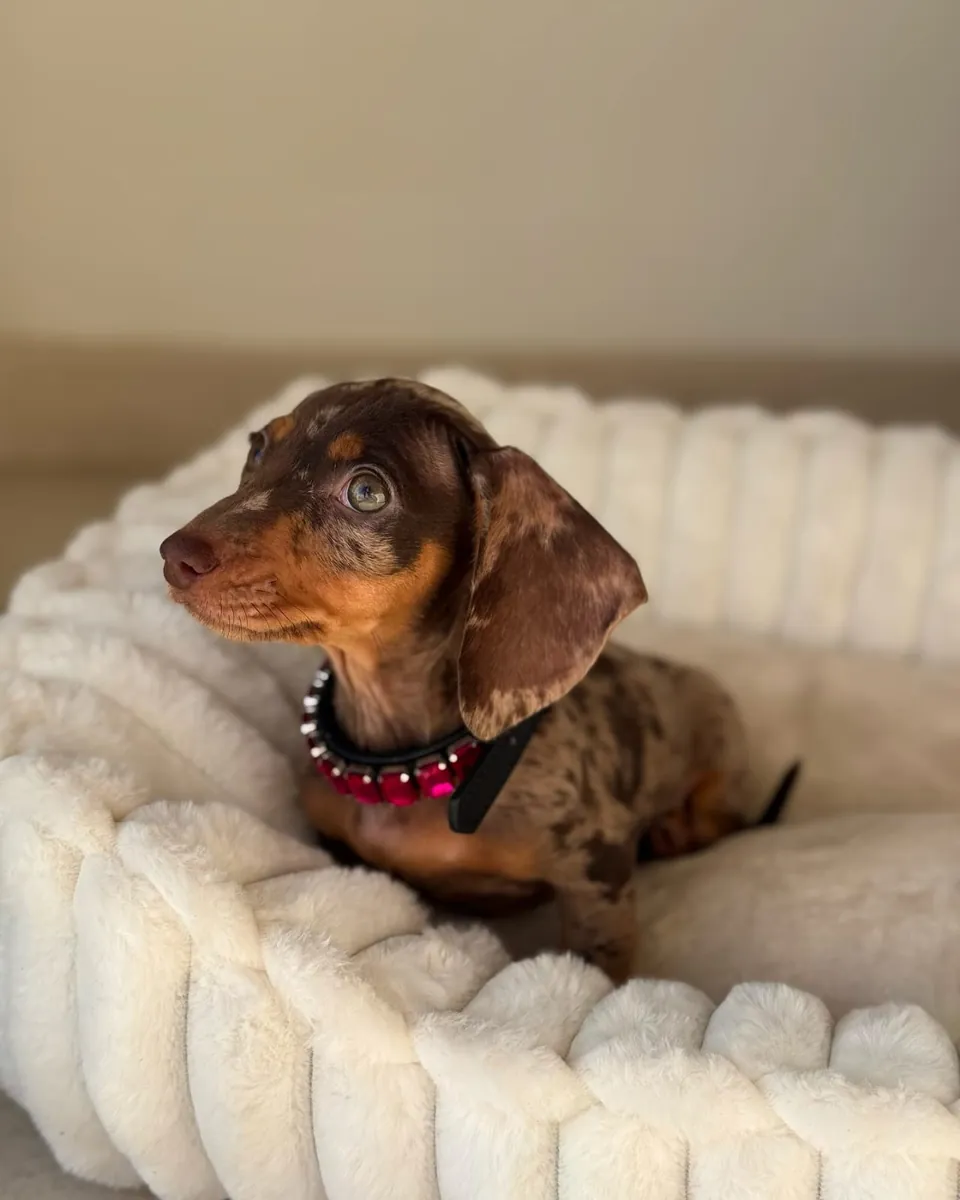 Cachorros Dachshund (machos y hembras)