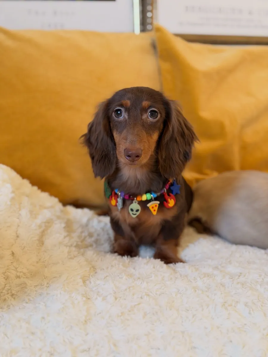 Cachorros Dachshund (machos y hembras)