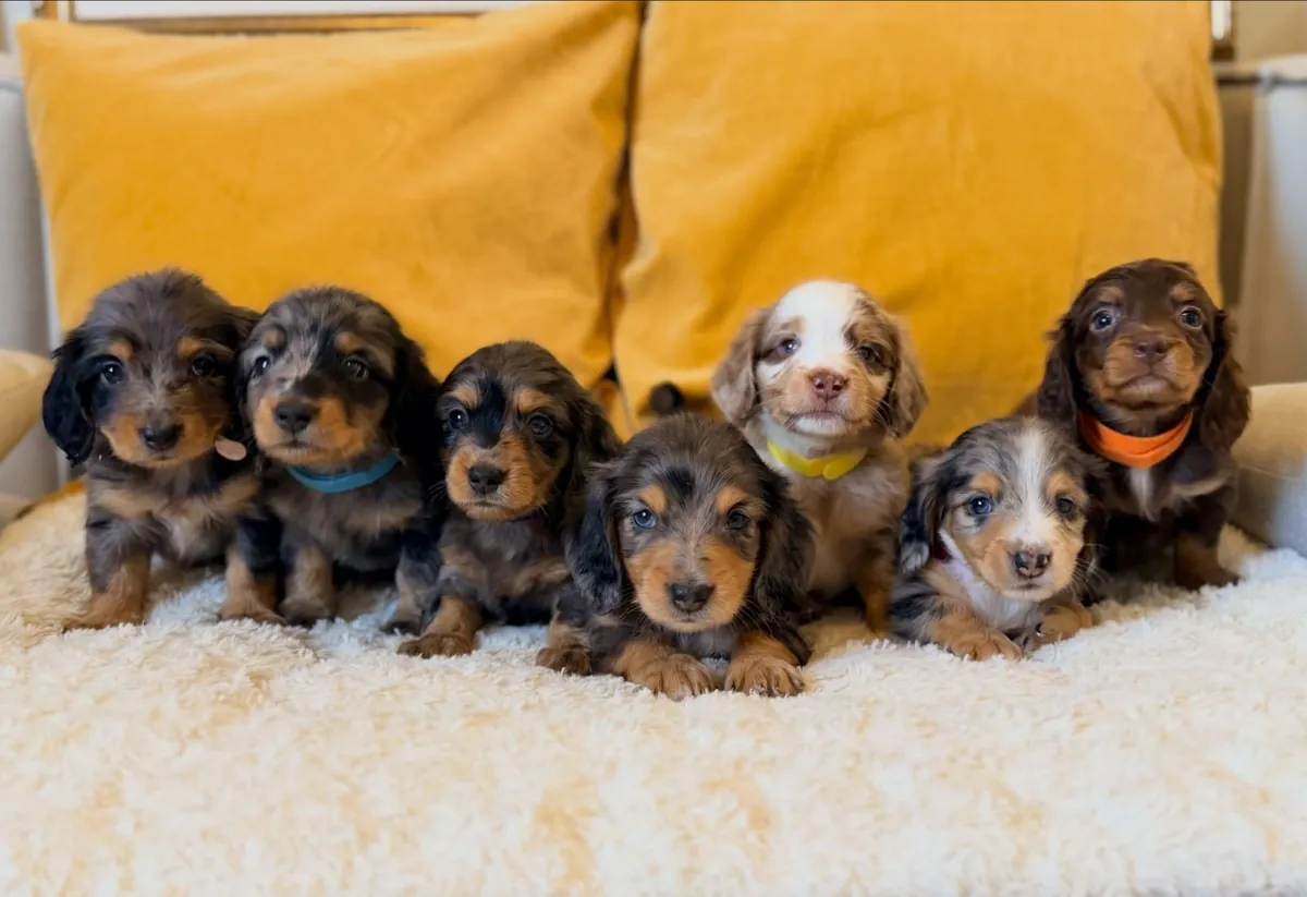 Cachorros Dachshund (machos y hembras)