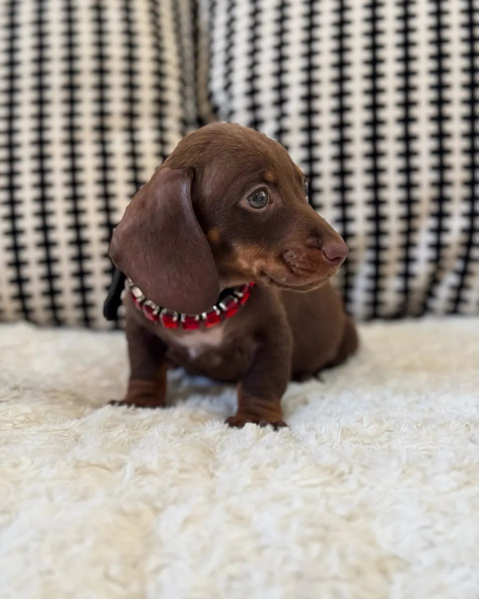 Adorables cachorros de Dachshund
