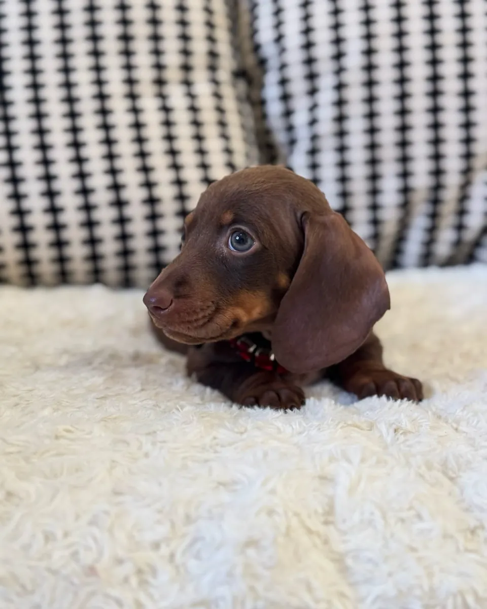 Adorables cachorros de Dachshund