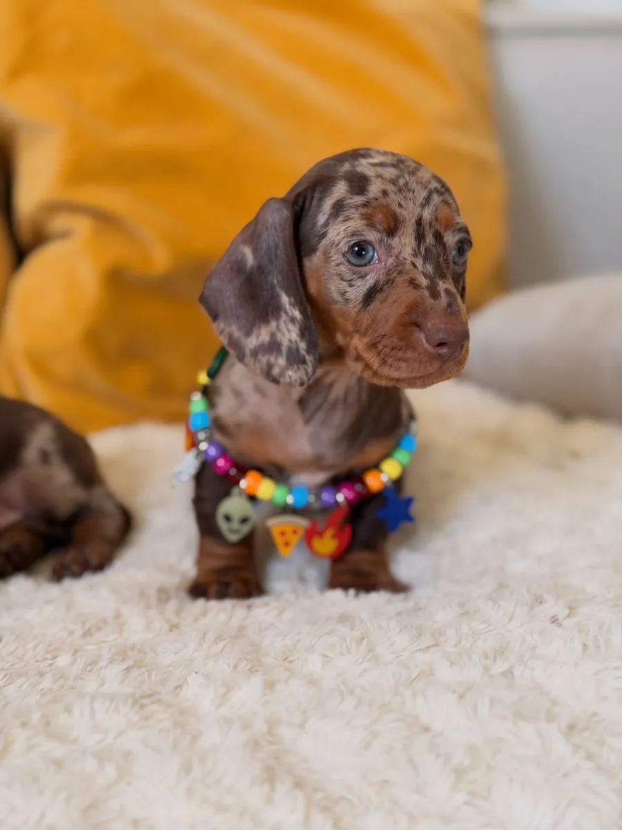 健康且训练良好的腊肠犬幼犬免费领养