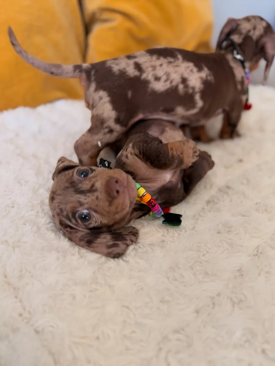 健康且训练良好的腊肠犬幼犬免费领养