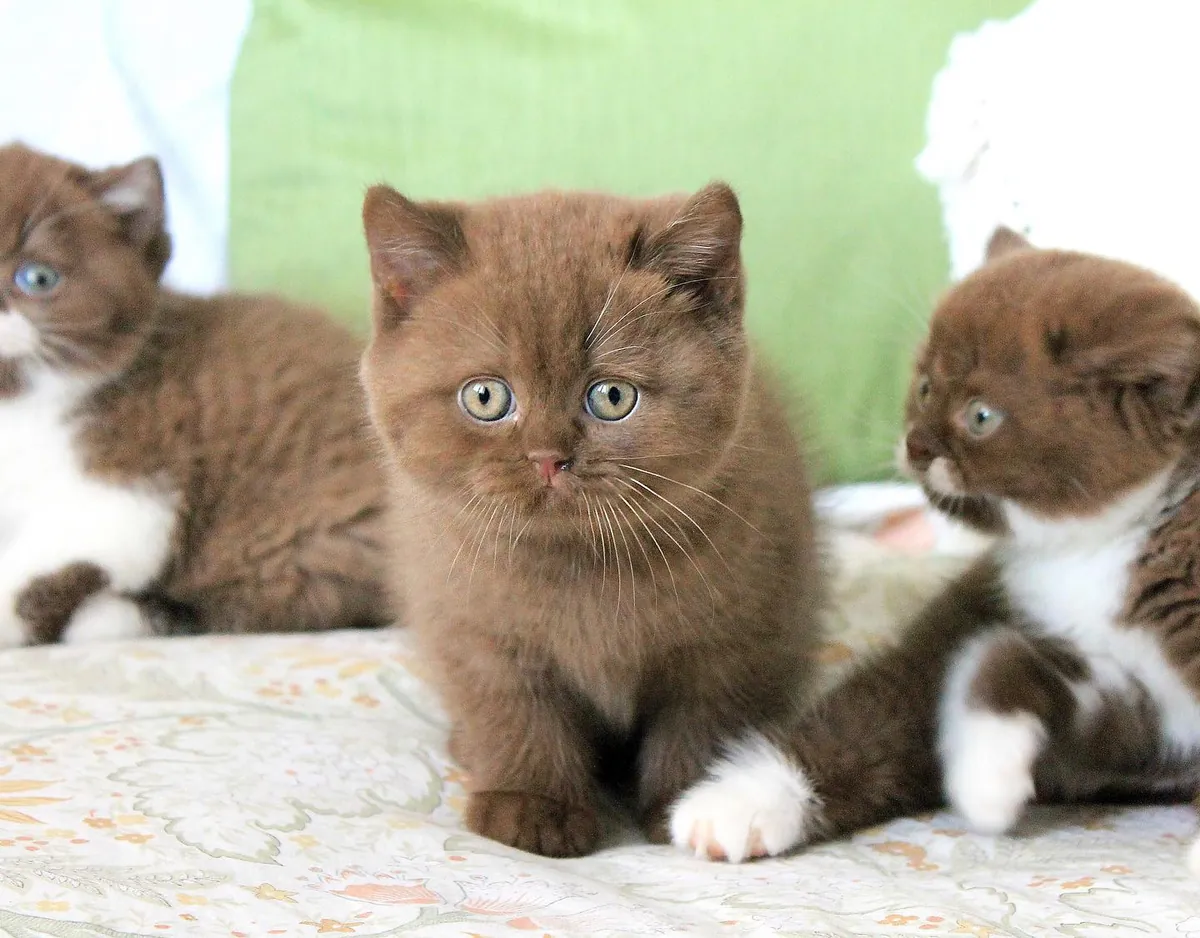 Disponibles gatitos Exóticos de pelo corto