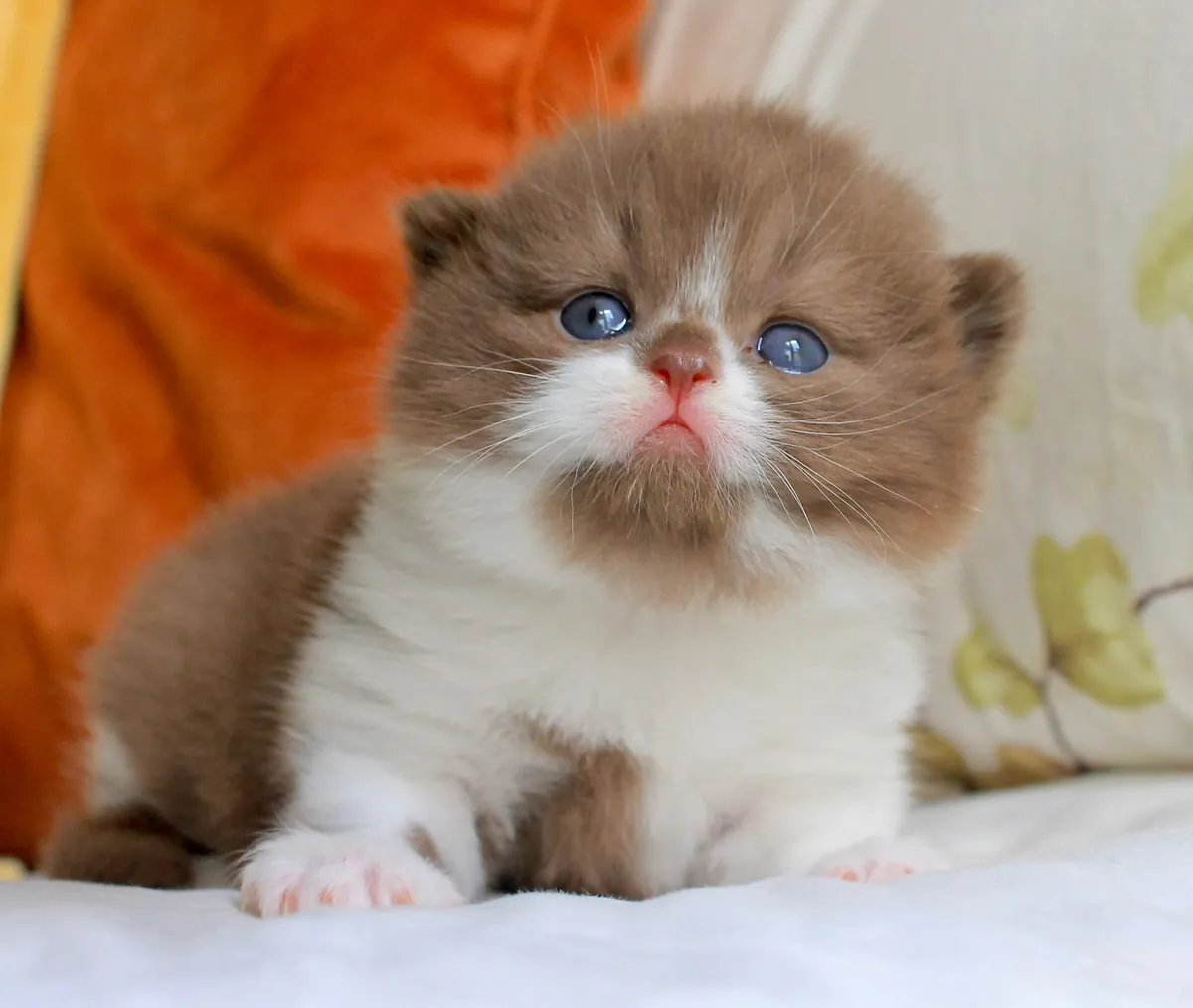 Disponibles gatitos Exóticos de pelo corto